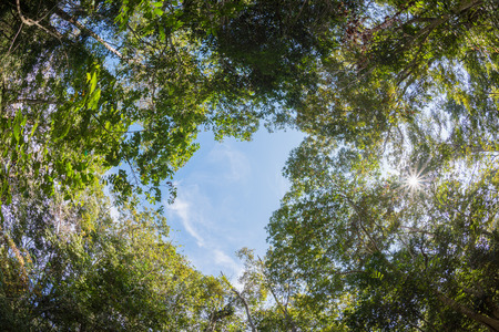 canopy tree of Mixed Deciduous Forest in Thailand, take picture from fish eye lens