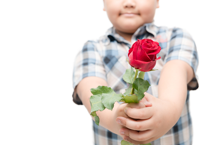 red rose in little hand boy isolated on white background, gift for Valentine's Dayの写真素材