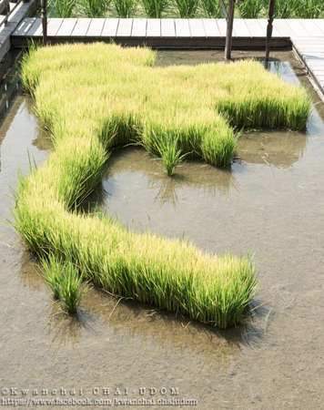 rice sprouts planting on Thailand map,agricultural products of Thailand.の写真素材