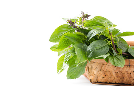 Sweet Basil leaf in bamboo basket with copy space isolated on white background.の写真素材