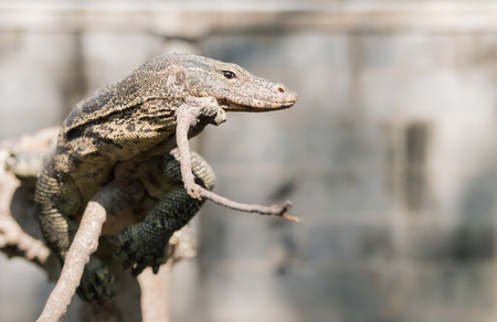 Water monitor or Varanus salvator on branch, predator animal.の写真素材