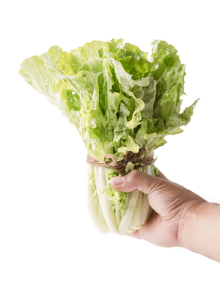 Chinese Cabbage in farmer hand isolated on white background, fresh vegetable.の写真素材