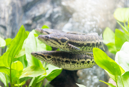 fresh water fish in Thailand: Blotched snakehead.