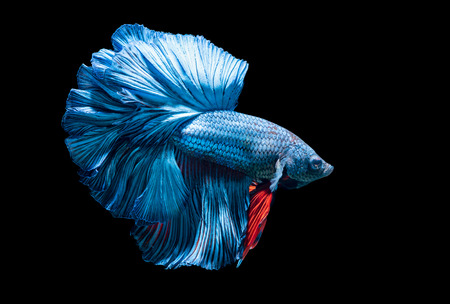 blue siamese fighting fish, betta splendens isolated on black backgroundの写真素材