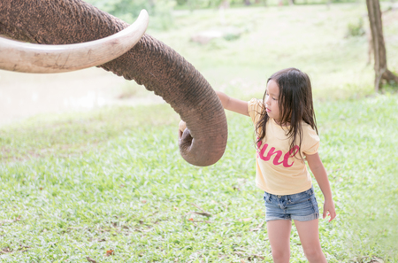 Cute asian enjoy to feeding elephant in the forest.の写真素材