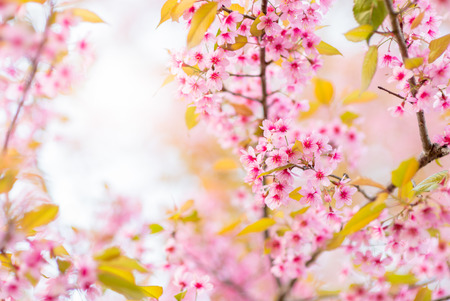 Beautiful Wild Himalayan Cherry Blossom in Phu Lom Lo, Loei province Thailand.