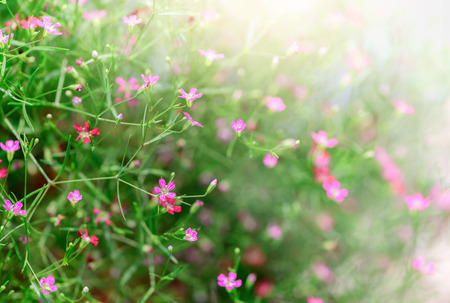 Close up of pink gypsophila flower with sun light, suitable for background selective focus.の写真素材
