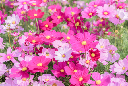 beautiful pink cosmos flower in garden on top view beautiful pink cosmos flower in garden on top view