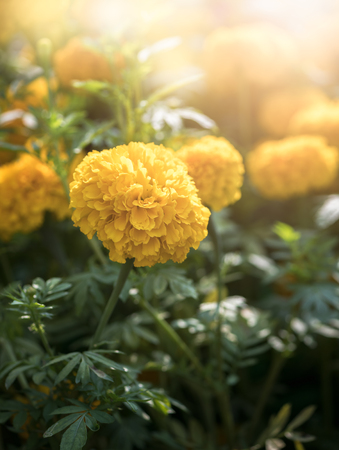 Beautiful marigold flower with sun light, flower background concept..の写真素材
