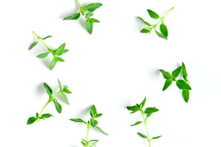 Thyme fresh herb background with copy space. It is an aromatic perennial evergreen herb with culinary, medicinal, and ornamental usesの写真素材