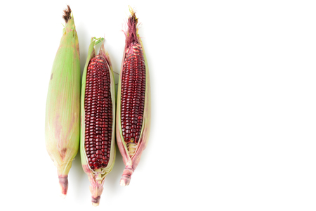 Siam Ruby Queen Corn isolated on white background with copy space, Can be eaten fresh. The taste is sweet and crisp.の写真素材