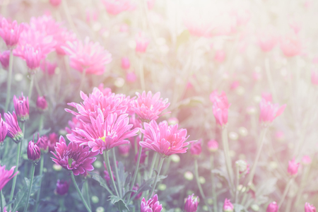 Pink Chrysanthemum Flower in garden on vintage tone, Beautiful Dendranthemum Flower background and selective focus.の写真素材