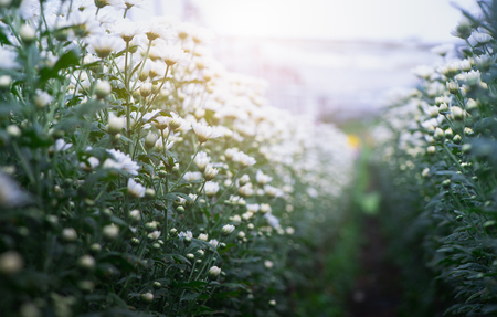 beautiful White Chrysanthemum Flower in garden with sunlight on morning, Beautiful Dendranthemum Flower backgroundの写真素材