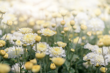 White Chrysanthemum Flower with Yellow Center, Beautiful Dendranthemum Flower background and selective focus.の写真素材