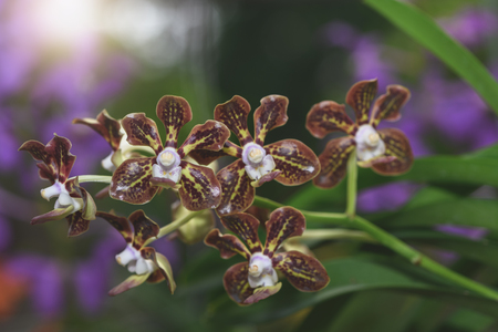 Hybrid brown Rhynchostylis flower orchids in garden, nature background.の写真素材