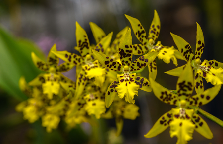 Bouquet of yellow Rhynchostylis orchid flower in garden, nature background.の写真素材