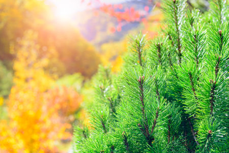 Pine leaf with sunlight and autumn  forest background in Jozankei, Hokkaido JAPAN, nature background conceptの写真素材