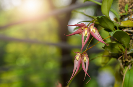 Close up of Bulbophyllum orchid flower in the garden.Rare Orchid in Thailand..の写真素材