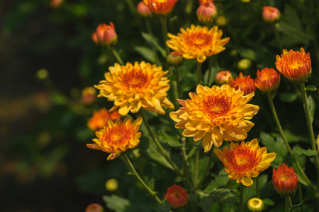 Closed up of yellow Chrysanthemum Flower with orange Center, Beautiful Dendranthemum Flower background.の写真素材