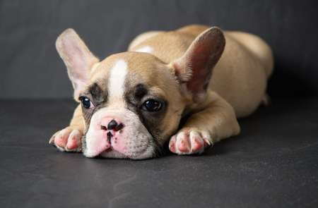 Cute french bulldog puppy sleep on black stoneの写真素材