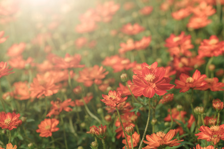 Vivid orange cosmos flowers in gardenの写真素材