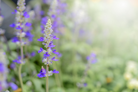 Lavender flower in garden,  selective focus and flowerの写真素材