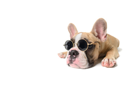 Cute french bulldog wear sunglass and sleeping isolated on white background, pet on summer concept.の写真素材