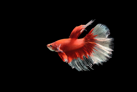 Beautiful red with white tail siamese fighting fish, betta splendens isolated on black background, National Aquatic Animal of THAILAND.の写真素材