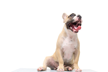 French bulldog yawn isolated on white  with copy space, Cute pet concept.の写真素材