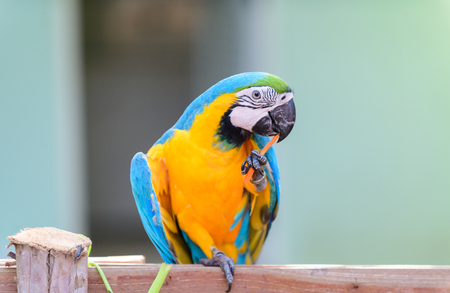 Blue-and-yellow macaw (Ara ararauna), Macaw parrot eating carrot on branch, pet animal concept.の写真素材