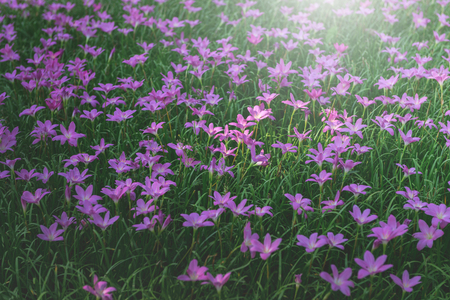 Zephyranthes grandiflora pink flowers or Fairy Lily/Rain Lily/Zephyr Flower in gardenの写真素材