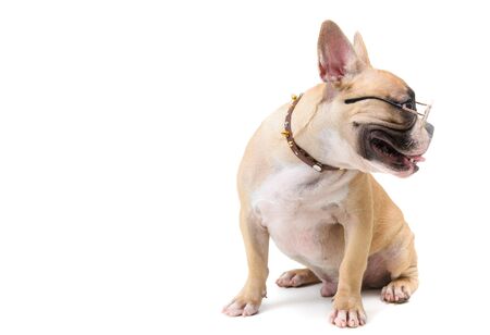 french bulldog wear glasses and feeling boring and sitting isolated on white background, pet and animal concept.の写真素材
