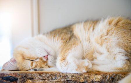 Cute Scottish British cat sleep on wood, pet and animal conceptの写真素材