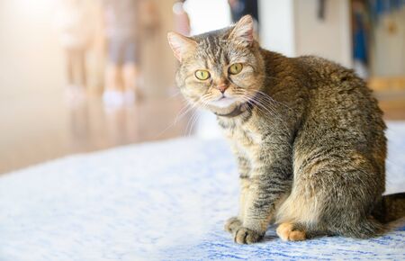 Cute scottish fold cat (short hair species) sitting and look at camera, Popular pet animal conceptの写真素材