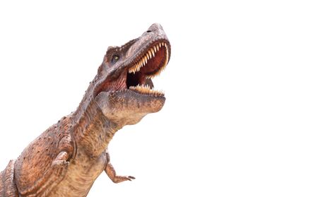 Tyrannosaurus rex isolated in whiteの写真素材