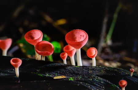 Fungi cup red Mushroom Champagne Cup or Pink burn cup