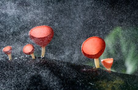 Fungi cup red Mushroom Champagne Cup or Pink burn cupの写真素材