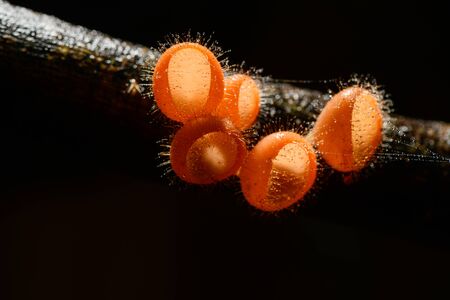 Young Fungi cup red Mushroom Champagne Cup or Pink burn cup,Tarzetta Rosea ( Rea) Dennis...