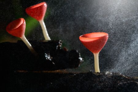 Fungi cup red Mushroom Champagne Cup or Pink burn cup,Tarzetta Rosea ( Rea) Dennis (Pyronemataceae)...