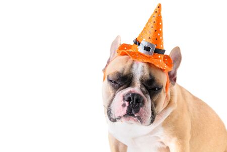 Portrait of Cute French bulldog with hat halloween isolated on whiteの写真素材