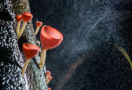 Fungi cup red Mushroom Champagne Cup or Pink burn cup,Tarzetta Rosea ( Rea) Dennis (Pyronemataceae) with spray water on backgroundの写真素材