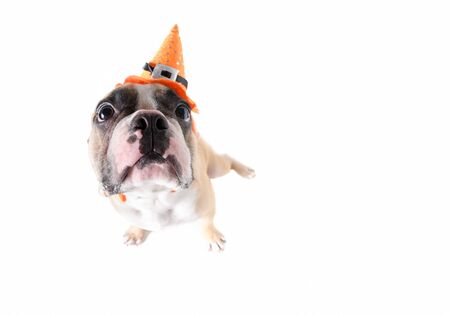 Portrait of French bulldog with hat halloween and smile isolated on whiteの写真素材