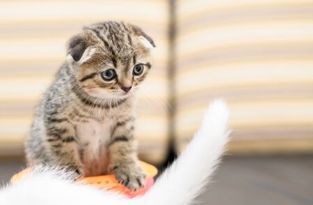 Cute Scottish fold kitten and friend playing with a toy, Healthy pet concept.の写真素材