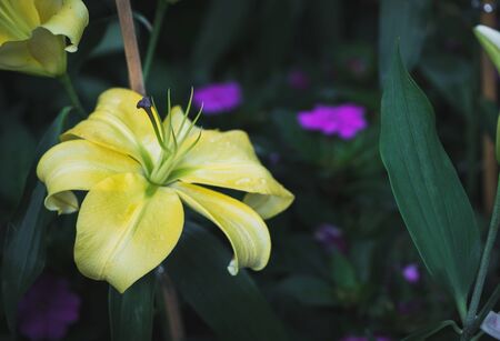 Beautiful yellow lily blooming in garden, selective focus and nature background