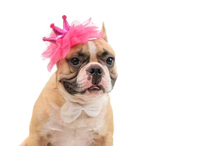Cute french bulldog  wears a pink headband and white bow tie isolated on white background with clipping path, pet and animal conceptの写真素材