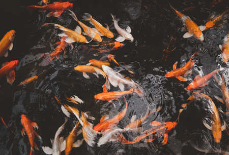 Beautiful Fancy carp, Mirror carp or Koi fish swimming in the pond,の写真素材