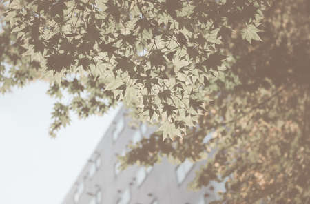 maple leaf on autumn season, vintage tone background