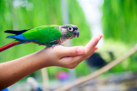 A lovebird is eating dry sunflower seeds in child hand.animal concept