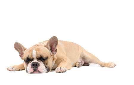 an anorexic french bulldog lying sleep isolated on a white background, health dog conceptの写真素材