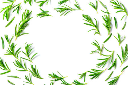 fresh rosemary isolated on white background and copy space on center. Rosemary is a rich source of antioxidants and anti-inflammatory compounds, herb conceptの写真素材